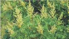  ?? Alamy ?? Extracts from Rhus coriaria can kill cancer cells