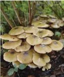  ?? ?? Honey fungus attacks the roots of many woody and perennial plants