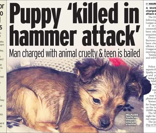  ??  ?? HELPLESS Sparky was allegedly killed with a hammer