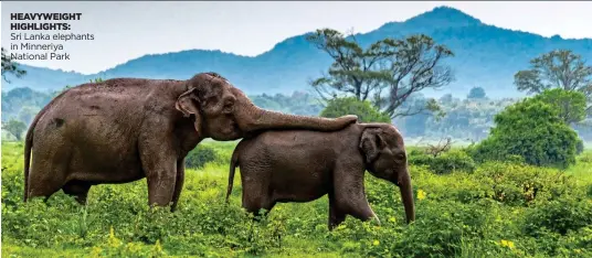  ?? ?? HEAVYWEIGH­T HIGHLIGHTS:
Sri Lanka elephants in Minneriya National Park