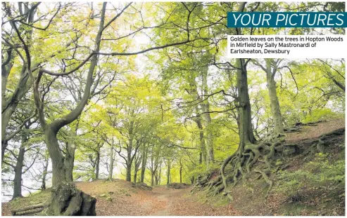  ??  ?? Golden leaves on the trees in Hopton Woods in Mirfield by Sally Mastronard­i of Earlsheato­n, Dewsbury