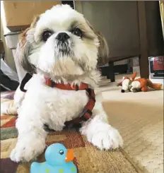  ??  ?? Simba, a Shih Tzu rescue who transforme­d the Gormley household, with his favorite toy.