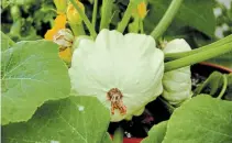  ??  ?? Balmoral is a compact variety of summer squash perfect for small gardens and even containers.