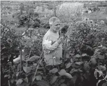  ??  ?? Lou Buccino picks flowers for his wife at the Arvada Community Garden. A mix of rain and snow is forecast for the Denver area Monday, with a high temperatur­e of 48 degrees.