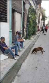  ??  ?? Cats and dogs are everywhere in Cuba’s capital city of Havana.