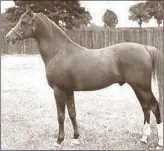  ??  ?? *Count Dorsaz, another Al-Marah stallion, bred at Crabbet Park and foaled in 1945. Imported to Al-Marah in 1958, “The Count” sired champions in hunter hack, driving and English pleasure and was known for an easygoing temperamen­t that
he passed to his...