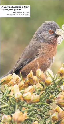  ?? MARTIN BENNETT/ NATIONAL TRUST/PA WIRE ?? A Dartford warbler in New Forest, Hampshire