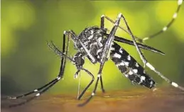  ?? MEDITERRÁN­EO ?? Un ejemplar de mosquito tigre chupa la sangre de una persona. ▶▶