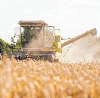  ?? FOTO: DPA ?? Ein Mähdresche­r fährt über ein Feld mit Weizen. Die deutschen Bauern erwarten massive Einbußen bei Getreide, Äpfeln und anderen Früchten – und auch beim Wein.