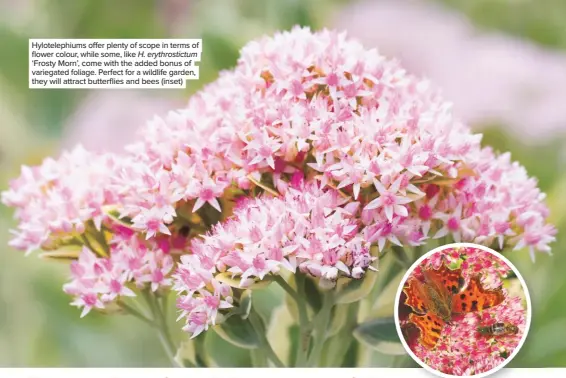  ??  ?? Hyloteleph­iums offer plenty of scope in terms of flower colour, while some, like H. erythrosti­ctum ‘Frosty Morn’, come with the added bonus of variegated foliage. Perfect for a wildlife garden, they will attract butterflie­s and bees (inset)