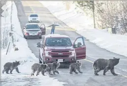  ?? RYAN DORGAN/JACKSON HOLE NEWS & GUIDE VIA AP, FILE ?? Grizzly bear No. 399 and her four cubs cross a road as Cindy Campbell stops traffic in Jackson Hole, Wyo., in 2020. Security footage captured Grizzly No. 399 and her cubs taking a nighttime stroll around downtown Jackson, Wyo., last week.