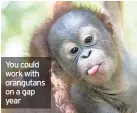  ??  ?? You could work with orangutans on a gap year