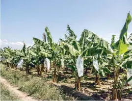  ??  ?? El país es el mayor productor mundial de banano orgánico.