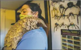  ??  ?? Abbott holds a pangolin.