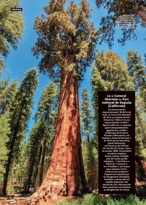  ??  ?? Jusqu’en 2006, le « General Sherman » se distinguai­t comme le plus haut arbre du monde. La découverte d’un autre séquoia, « Hyperion » (115 m), lui a fait perdre son titre.