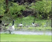  ?? DIGITAL FIRST MEDIA FILE ?? A gaggle of Canada geese.