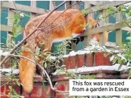  ??  ?? This fox was rescued from a garden in Essex