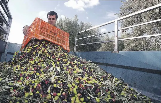  ?? Foto: Ángel García ?? Spanien ist der größte Olivenölpr­oduzent der Welt. Für 2016 wird eine mittelmäßi­ge Ernte erwartet.