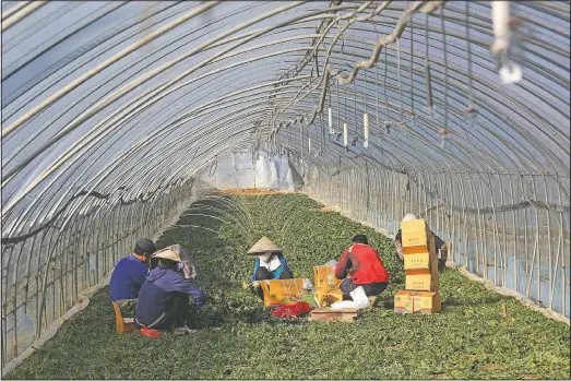  ?? (AP/Ahn Young-joon) ?? Migrant workers work inside a greenhouse at a farm in Pocheon, South Korea. Activists and workers say migrant workers in Pocheon work 10 to 15 hours a day, with only two Saturdays off per month. They earn around $1,300-$1,600 per month, well below the legal minimum wage their contracts are supposed to ensure.