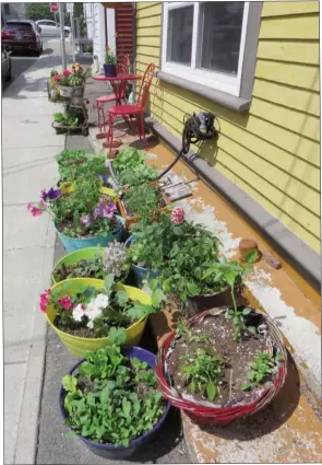  ?? 7521402 ?? A variety of herbs and other vegetables and flowers mature in the summer sun, downtown St. John’s. Included are dahlias, petunias and lettuce. Having no sun-exposed garden doesn’t stop this enthusiast­ic ‘Green Thumb’! Photo taken July 22.