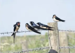  ??  ?? Swallows preparing for their migration at Ballidon, by Derek Brownlee.