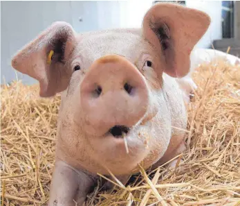  ?? FOTO: LSW ?? Im Unterschie­d zu vielen Artgenosse­n hat es dieses Schwein gut: Es darf auf Stroh liegen.