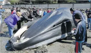  ?? GREG GILBERT/ THE SEATTLE TIMES/ THE ASSOCIATED PRESS ?? A dead whale that washed ashore at Seahurst Park in Burien, Wash., on Saturday will cost the city tens of thousands of dollars to remove.