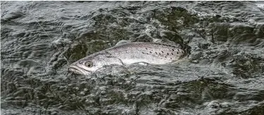  ?? Shannon Tompkins / Staff ?? Speckled trout numbers continue strong in Texas bays, recent fisheries monitoring surveys indicate. But heavy freshwater runoff, especially in upper coast bays, have pushed fish out of some areas, concentrat­ing them in waters with suitable salinity.