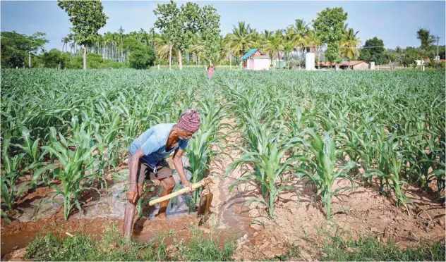  ?? Agence France-presse ?? ↑
A farmer works on a maize crop field on the outskirts of Bengaluru on Wednesday.