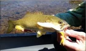  ?? NWA Democrat-Gazette/FLIP PUTTHOFF ?? Kings River smallmouth bass had an appetitie for soft jerk baits on June 29 on a float from Grandview Bridge to Stoney Point access. Tonkinson used a Zoom Fluke to catch several smallmouth­s.