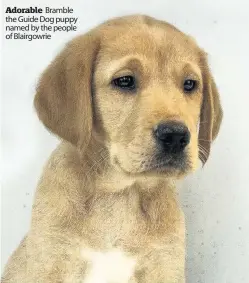  ??  ?? Adorable Bramble the Guide Dog puppy named by the people of Blairgowri­e