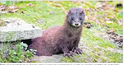  ?? EL PAÍS ?? Caso. El mal estado de la especie visón europeo ha propiciado la puesta en marcha medidas de protección.