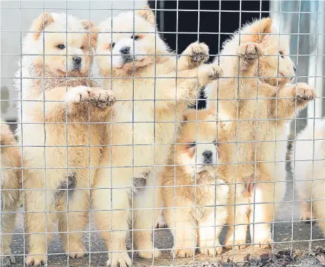  ??  ?? BOOTLEG breeders are illegally smuggling thousands of puppies into Britain to meet Christmas demand, a dog welfare charity has warned.
Nearly 100 were seized at the border in one week, the Dogs Trust said, labelling the clampdown record “just the tip...