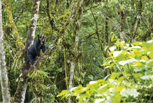  ??  ?? Above: the Andean bear is the only ursid in South America. Below: about the size of a dove, the snow petrel is the most abundant bird in Antarctica.