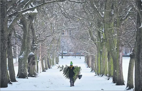  ?? PHOTOGRAPH: JULIE HOWDEN ?? The nordmann fir is the biggest-selling Christmas tree but the adventurou­s can look to less common trees for fresh colours and forms