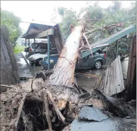  ?? MIKE ELIASON/ ?? A eucalyptus tree toppled onto a carport damaging vehicles Friday in Goleta, Calif. A Pacific storm blew into Southern and Central California, unleashing wind-driven heavy rains that forecaster­s said could become the strongest in years if not decades.