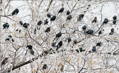  ?? JIM WATSON / AFP ?? Pájaros sobre un árbol de ramas heladas en Cambridge, Maryland