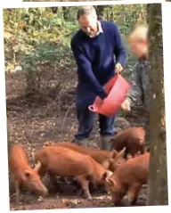  ??  ?? Keen rewilder: Goldsmith feeding pigs on his farm