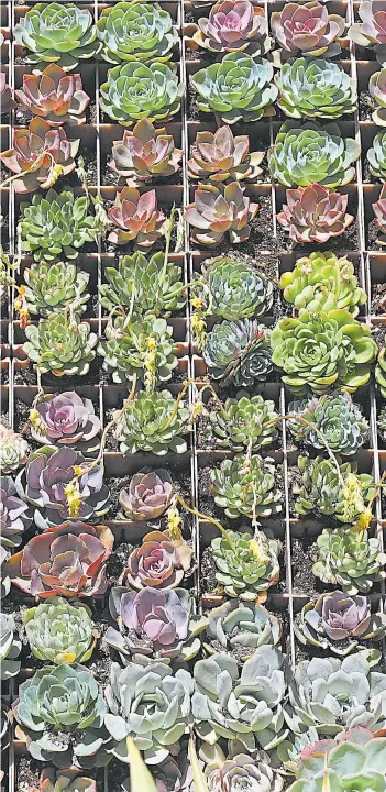  ?? ARIC CRABB/STAFF ?? Far left: A living wall turns succulents into art at Dig Gardens, which has locations in Aptos and Santa Cruz.