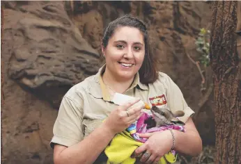  ?? Picture: Justin Lloyd ?? HAPPY: Zookeeper Emily De Palo hand-rearing yellow-footed rock wallaby Millie.