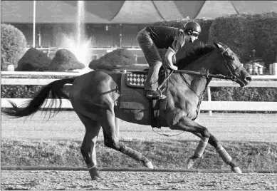  ?? BARBARA D. LIVINGSTON ?? Abel Tasman has won the Kentucky Oaks and the Acorn Stakes in her last two starts.