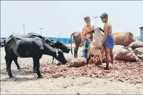  ?? ANI ?? ■
Labourers dump vegetables that couldn’t be sold for want of buyers at Thirumazhi­sai vegetables market in Chennai on Monday.