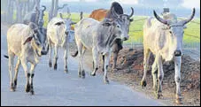  ?? HT FILE ?? Punjab has more than 1 lakh stray cows, says panel data.