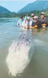  ?? KEVIN ESTRADA ?? This sturgeon, caught by former NHL goalie Pete Peeters, may set a world record.