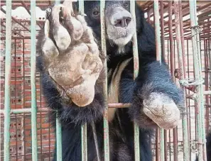  ?? — Animals Asia ?? A bear in Vietnam with a missing paw, which was probably crushed in a trap. Most bears are captured to have their bile extracted.