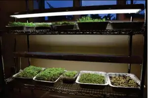  ?? NDSU photo ?? Microgreen growing indoors during winter months.