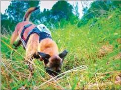  ?? APOPO ?? A mine-sniffing dog equipped with new technology developed by the Cambodian Mine Action Centre and Belgian non-profit Apopo.