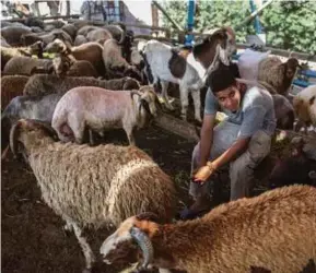  ?? [Foto hiasan] ?? Keistimewa­an sambutan Aidiladha ialah ibadat korban dengan menyembeli­h binatang ternakan yang sah seperti unta, lembu, biri-biri, kambing dan kerbau.