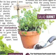  ?? Www.kirchhoffs.co.za ?? SALAD BURNET
For heirloom herb seed visit