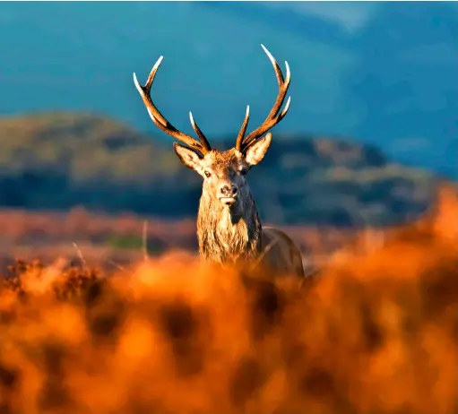  ?? ?? COME AND HAVE A GO
But unless you’re packing a set of antlers you definitely aren’t hard enough.